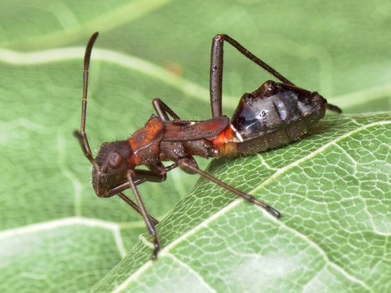 Alydus calcaratus (Linnaeus, 1758)